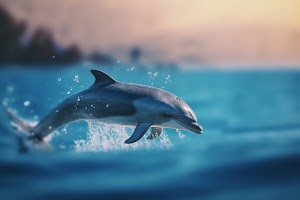 Dolphin Wallpaper