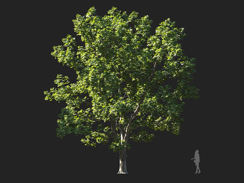 Maxtree - Plant Models Vol.132