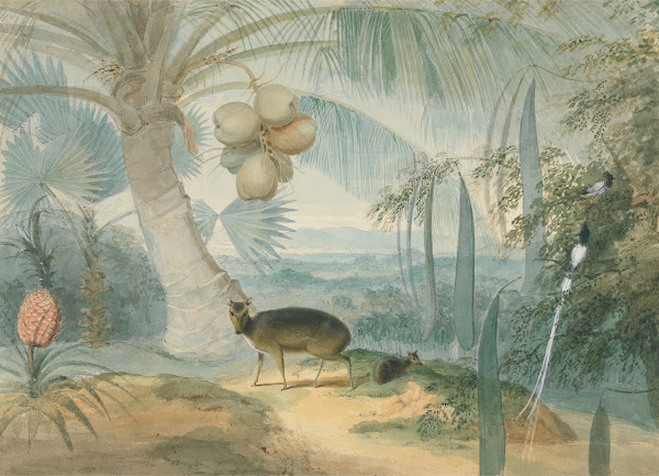 A Landscape in Ceylon With Barking Deer and Fawn and a Pair of Paradise Fly Catc