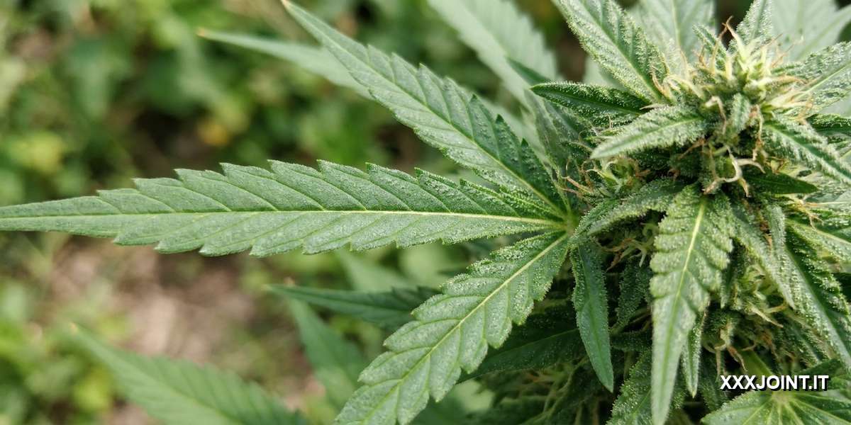 Dettaglio botanico di foglia e cima di Cannabis Indica con tricomi visibili