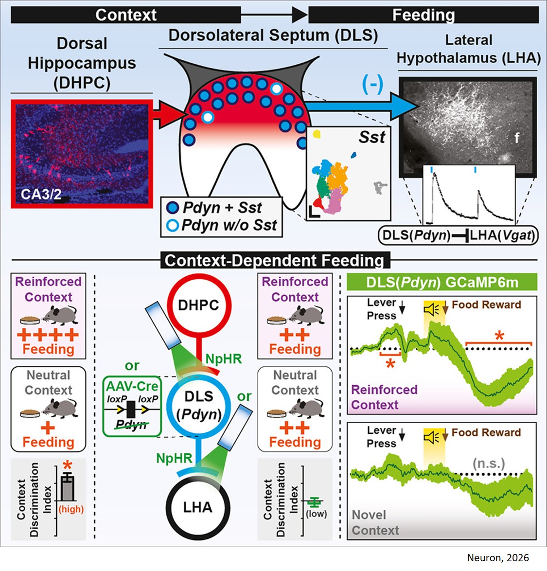 A dorsal hippocampus-prodynorphinergic dorsolateral septum-to-lateral hypothalamus circuit mediates contextual gating of feeding