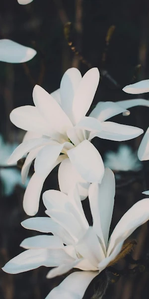 Magnolia, White Flowers, Springtime, Floral Blossom 5K Wallpaper Background