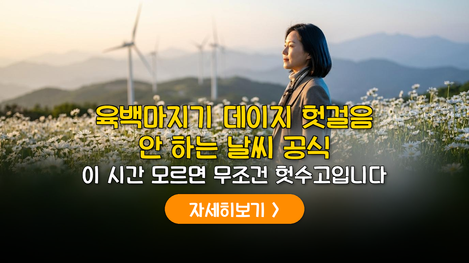 2026 육백마지기 데이지 & 별보기 실패 없는 가이드