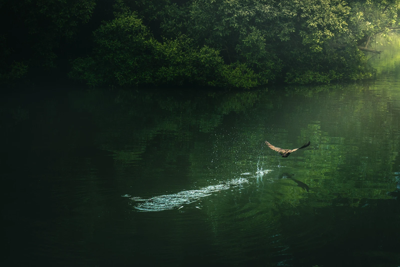 Raptor Snatching Prey From Water - Wildlife Photography 4K Wallpaper (4096x2730)