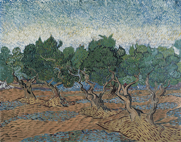 Olive grove