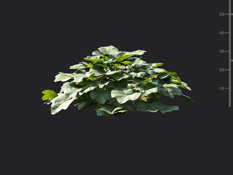 Maxtree - Plant Models Vol.115