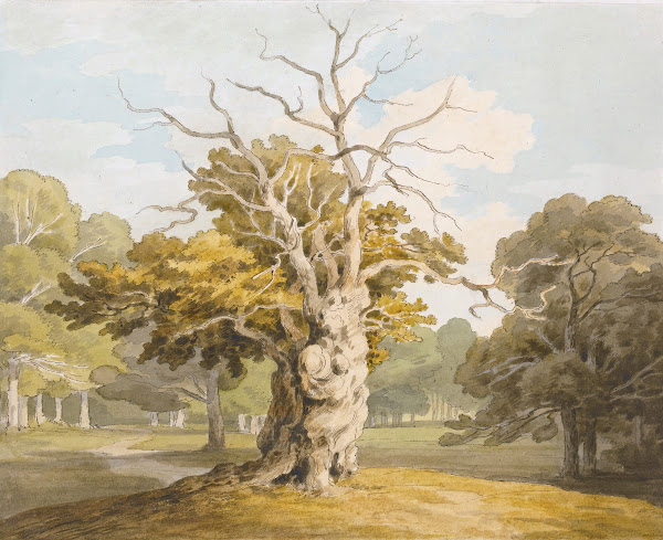 An Oak At Kedleston Hall Derbyshire 1791