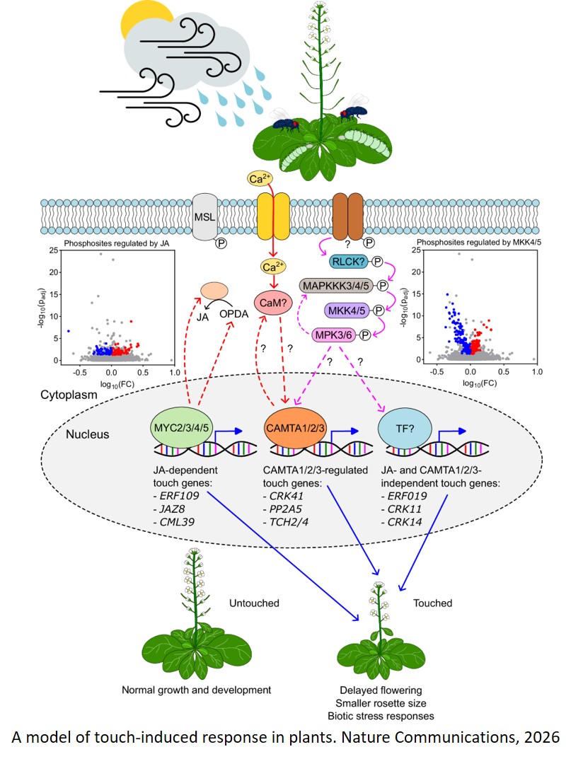 A sequential MAP kinase cascade regulates mechanical signalling