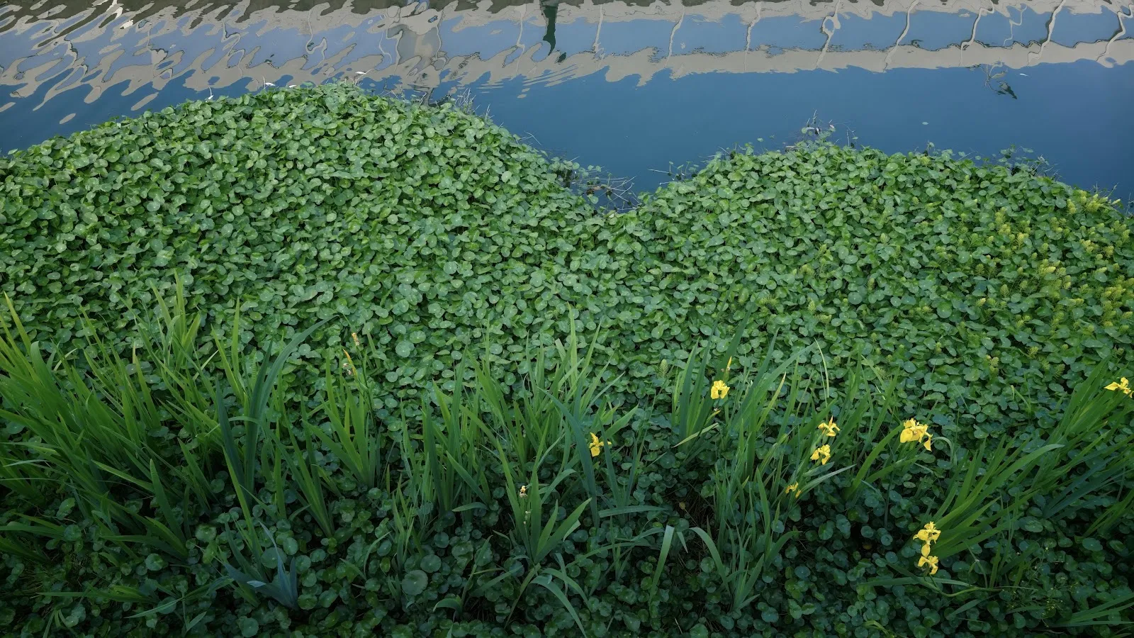 Lush Aquatic Plants By Water - Nature Photography 8K Wallpaper (8192x4608)