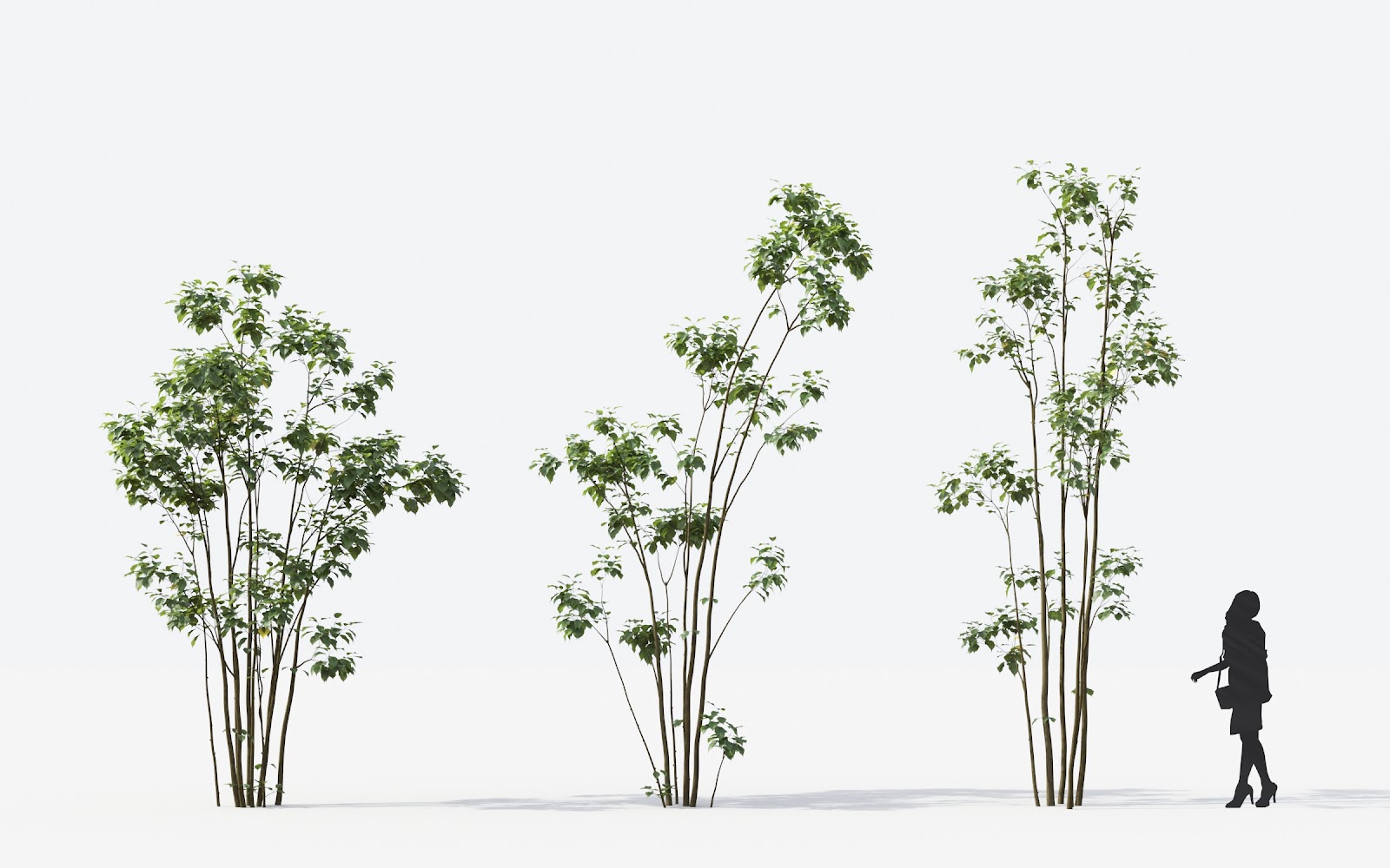 Maxtree - Plant Models Vol.14