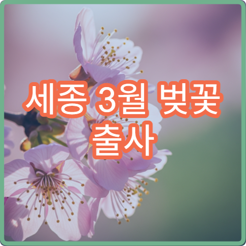 세종 3월 벚꽃 출사 새벽 5시 사진작가 스팟 팁