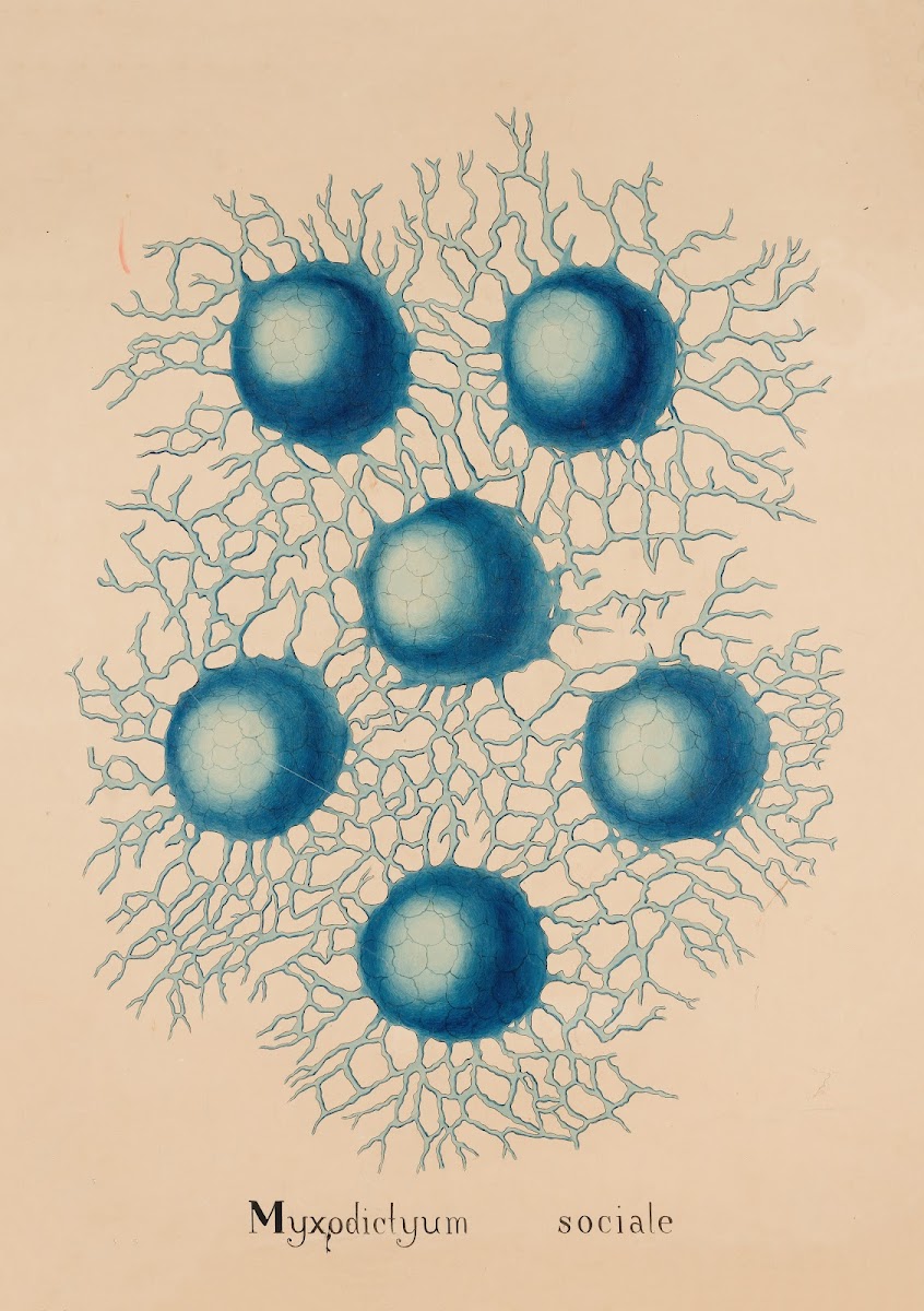 Myxodictyum sociale 19th century