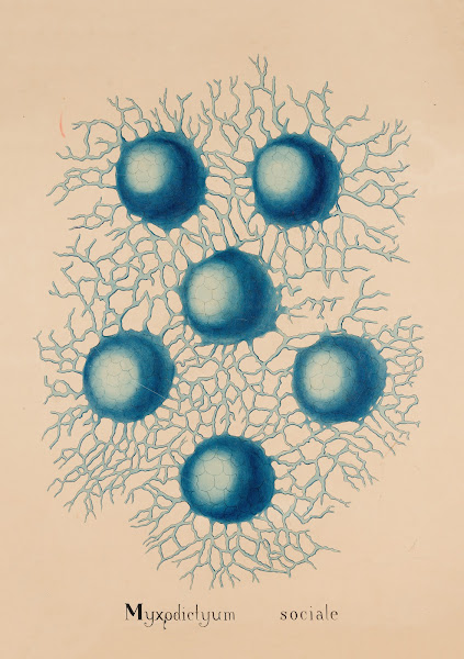 Myxodictyum sociale 19th century