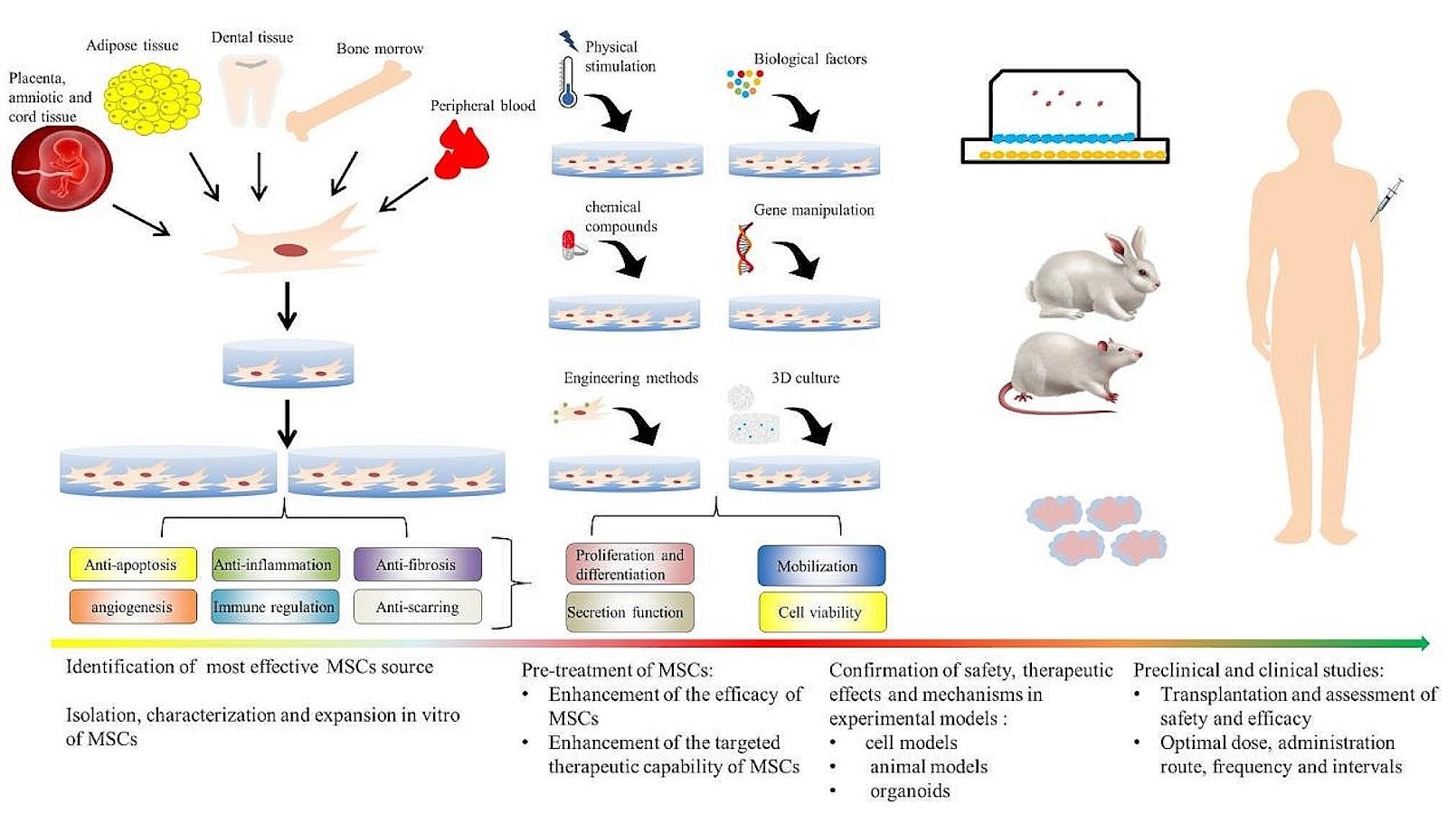 Natural small molecules synergize mesenchymal stem cells for injury repair in vital organs: a comprehensive review