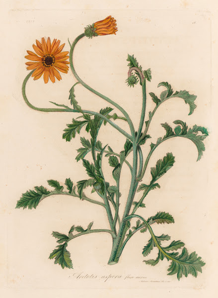 Aretotis aspera flore aureo 1818 1824