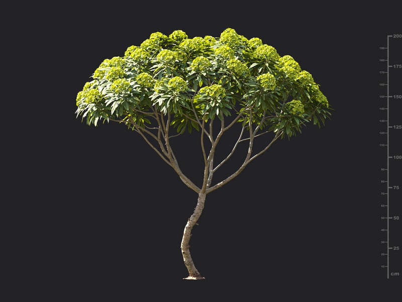 Maxtree - Plant Models Vol.119