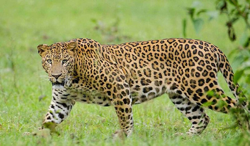 Hyderabad Man Booked for AI Leopard Photo in Fathullaguda