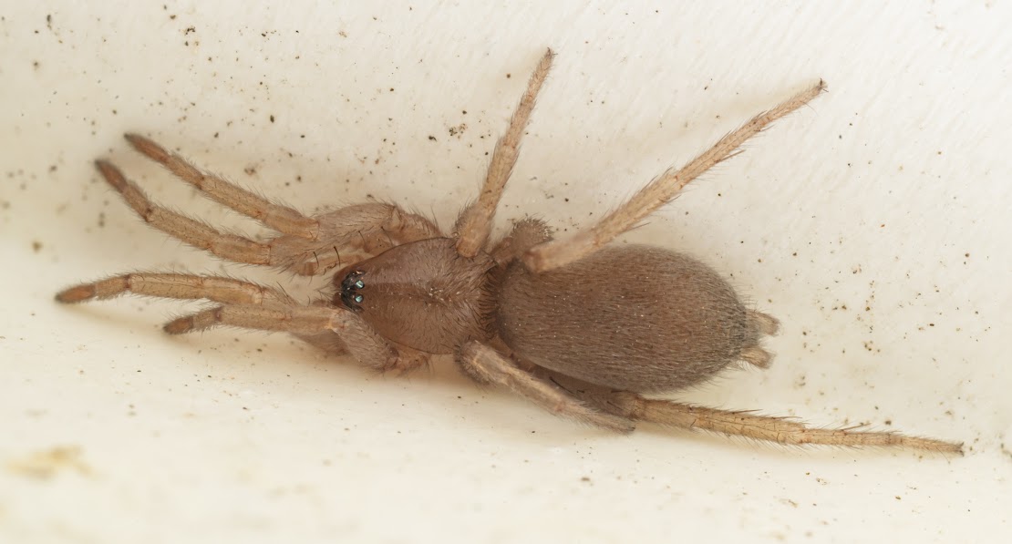 Scotophaeus blackwalli