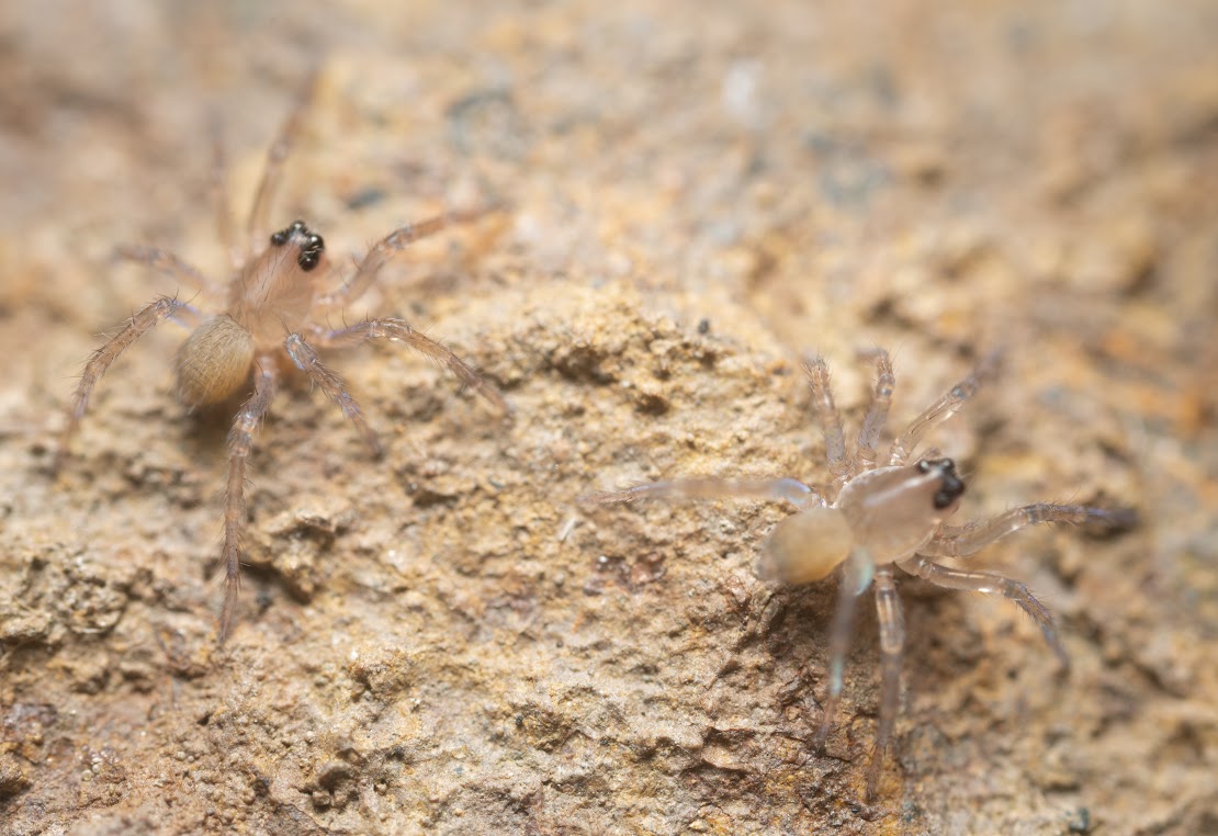 Trochosa terricola