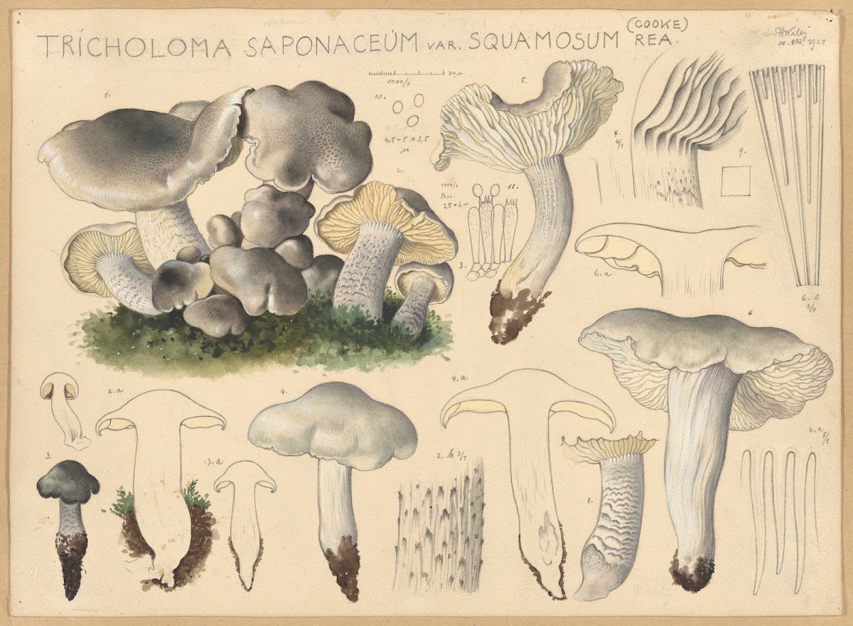 Tricholoma saponaceum var squamosum Rea Cooke 1915 1945