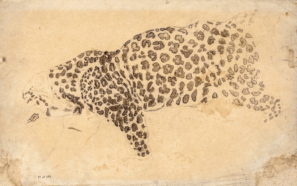 Etude de léopard 19th century