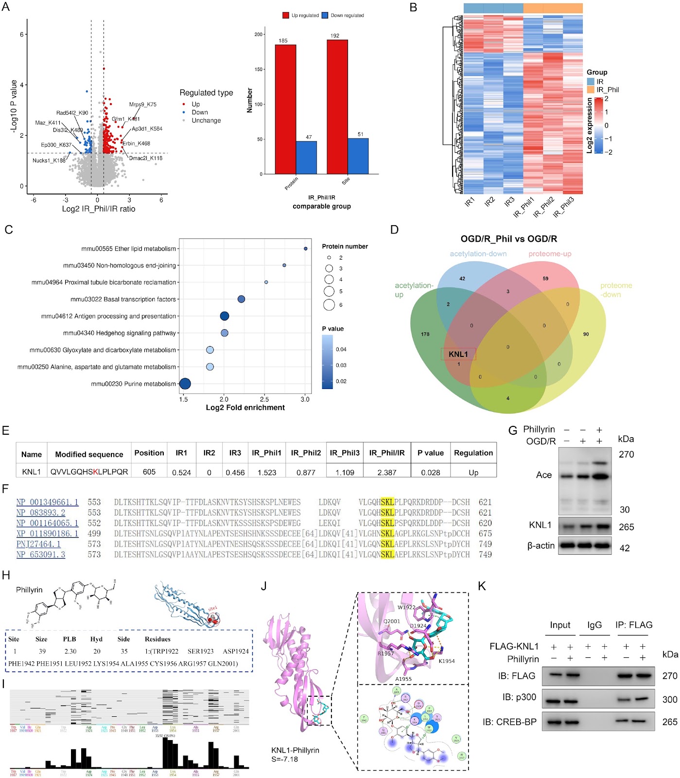 Phillyrin protects against myocardial ischemia/reperfusion injury by promoting KNL1 K605 acetylation to inhibit the p53/p21 pathway