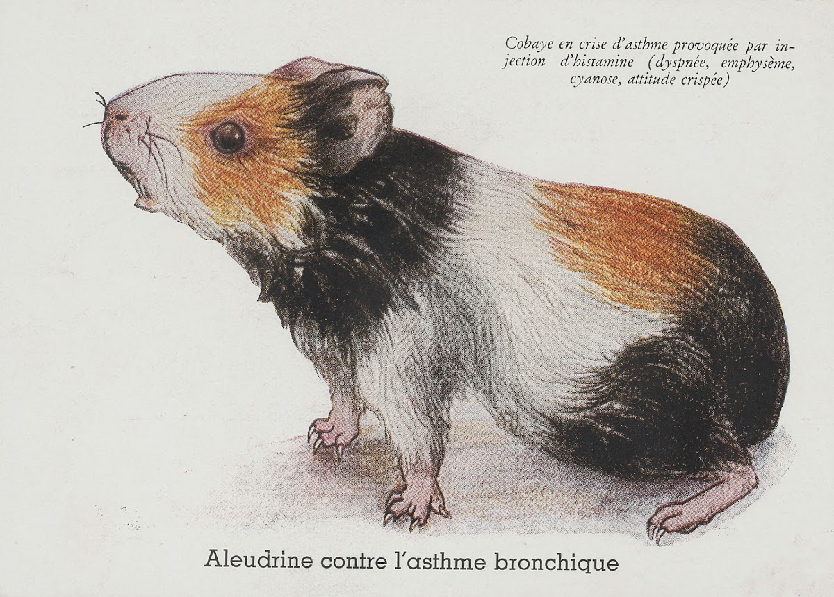 Aleudrine contre lasthme bronchique