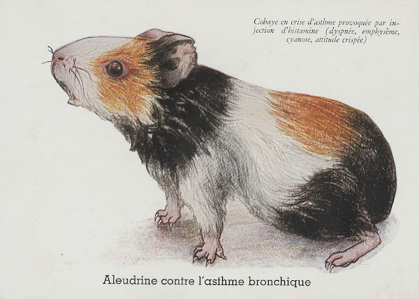 Aleudrine contre lasthme bronchique