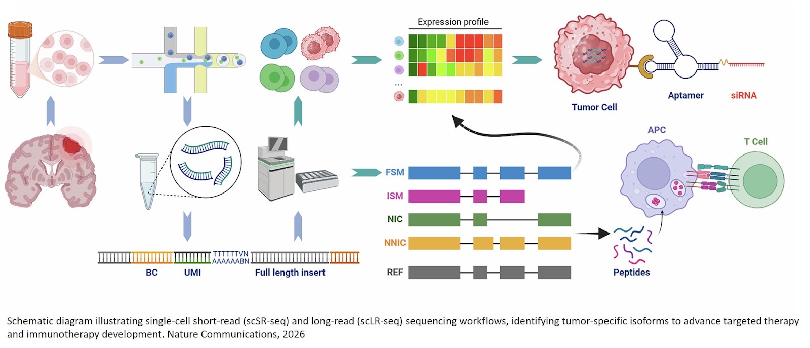 Mapping glioblastoma’s isoform diversity using long-read single-cell analysis