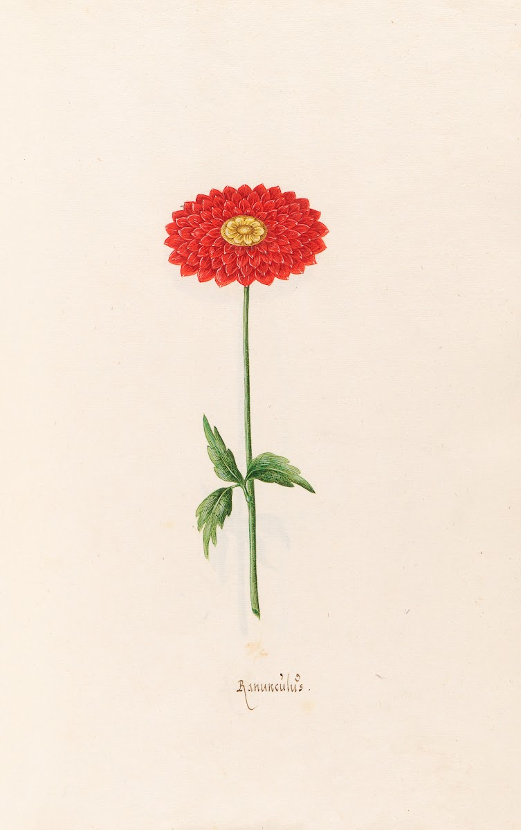 Ranünculüs 1692