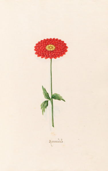 Ranünculüs 1692