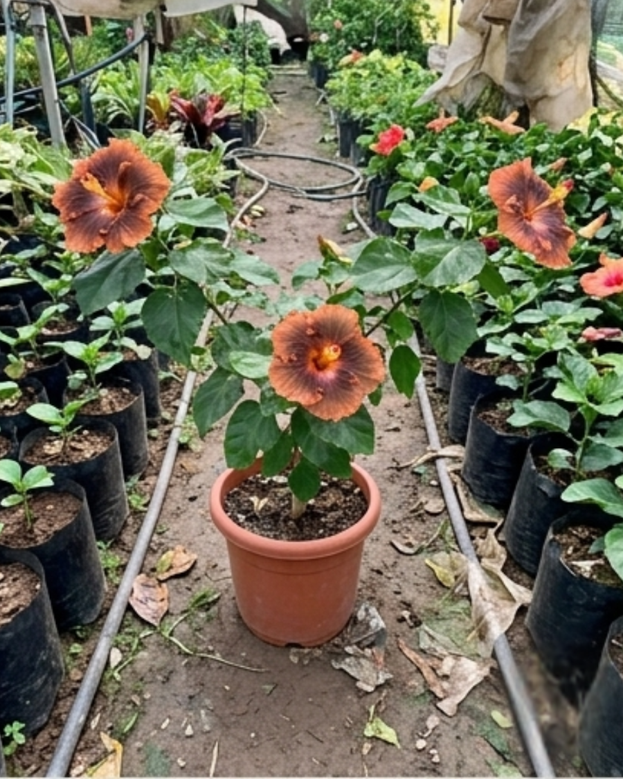 Hibiscus Moorea Timeri Beauty — view 4