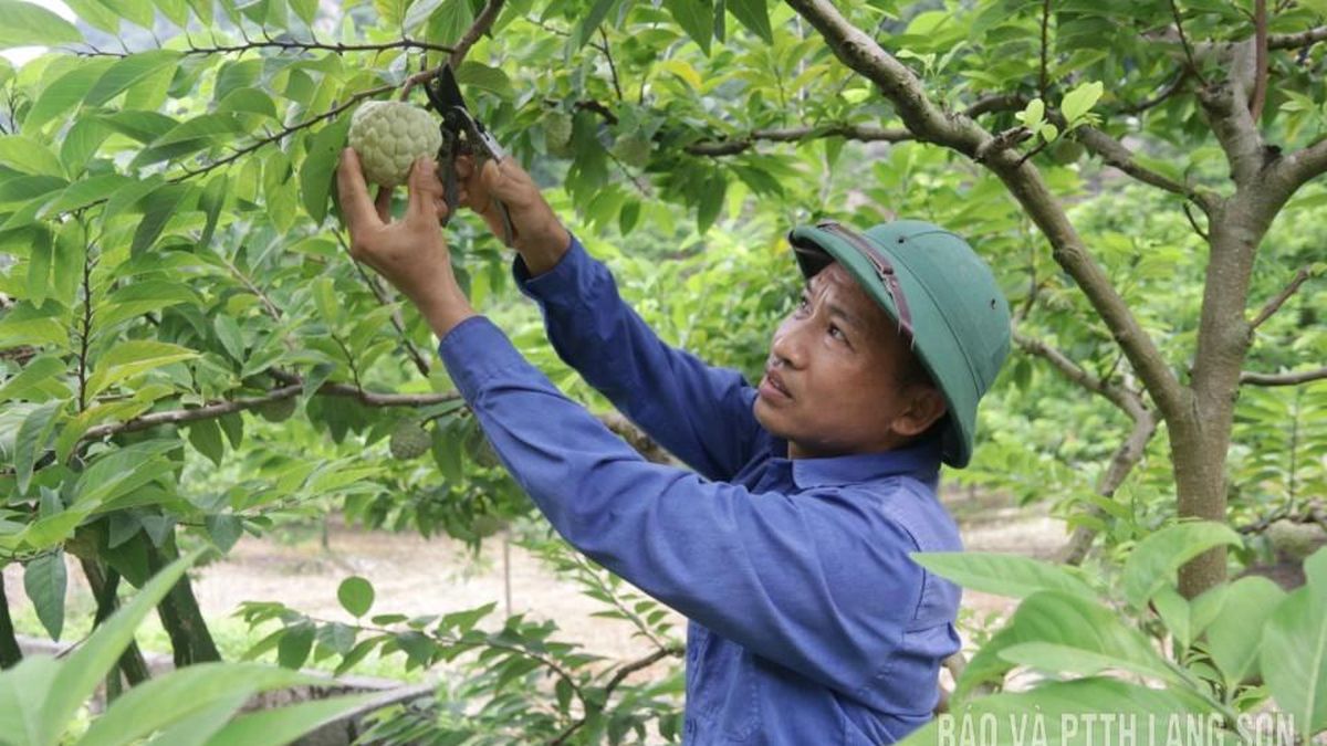 Chi Lăng vào mùa na - Báo Lạng Sơn