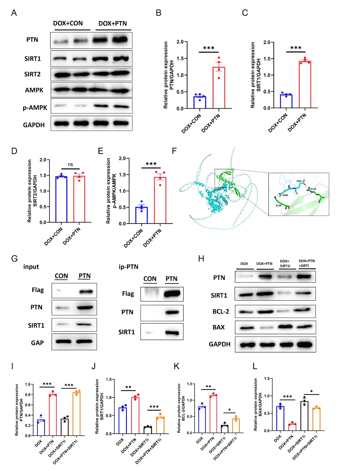 Cardiac PTN-SIRT1 axis alleviates oxidative stress and promotes mitochondrial energy reprogramming to mitigate doxorubicin-induced cardiotoxicity through AMPK/PGC1α signaling
