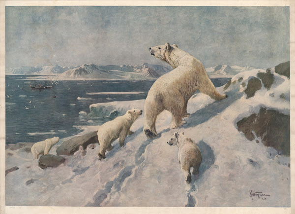 Isbjørn 1910