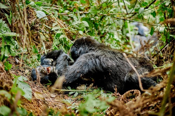 Bwindi frame 21