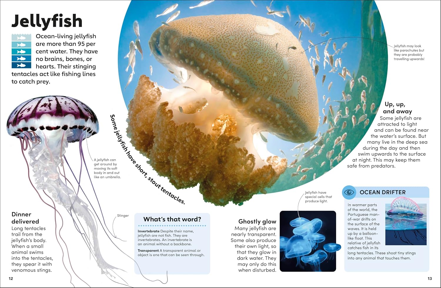 Eyewonder Oceans - thumbnail 3