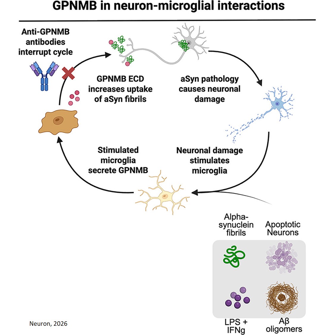 Secreted GPNMB enhances uptake of fibrillar alpha- synuclein in a non-cell-autonomous process that can  be blocked by anti-GPNMB antibodies