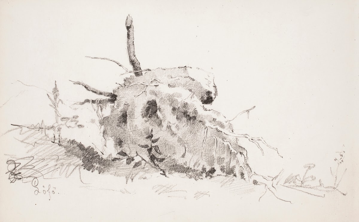 Puun juurakko 1879   1880