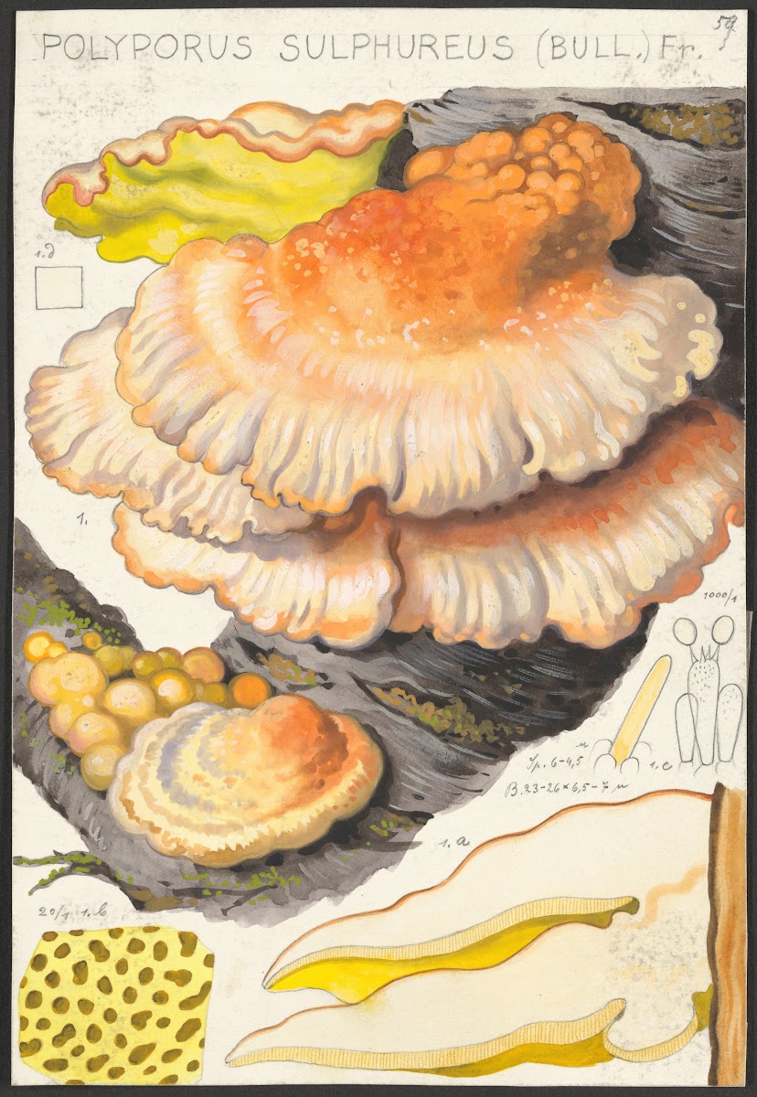 Polyporus sulfureus Bull Fr 1915 1945