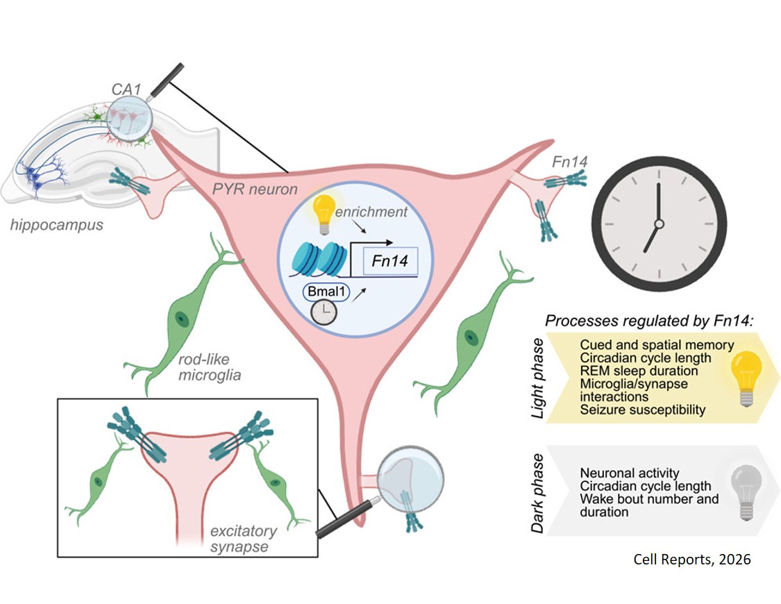 Fn14 is an activity-dependent, Bmal1-regulated cytokine receptor that induces rod-like microglia and restricts neuronal activity in vivo
