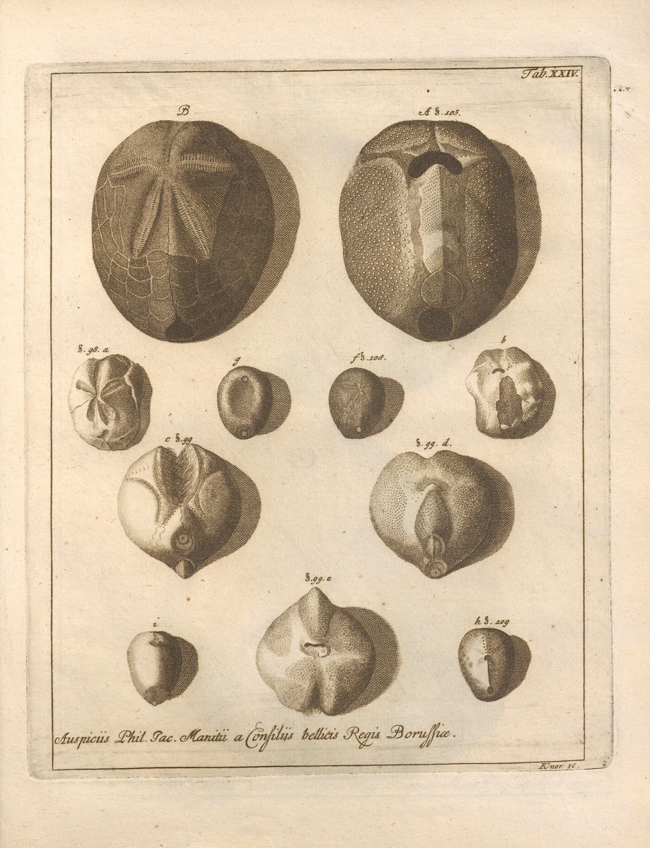 Naturalis Dispositio Echinodermatum Natural Arrangement of Echinoderms Pl25 1734