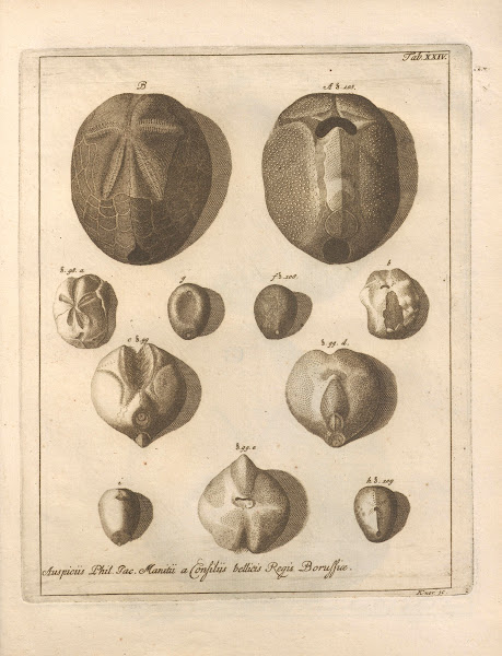 Naturalis Dispositio Echinodermatum Natural Arrangement of Echinoderms Pl25 1734