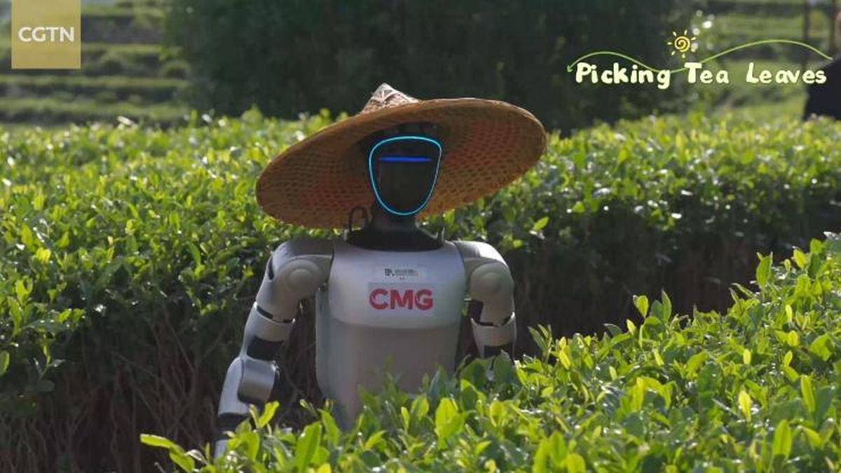 Choáng váng viễn cảnh robot đổ bộ đồi trà xanh, tranh việc với nông dân - Tạp chí Người Đưa Tin