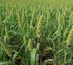 Barnyard Millet