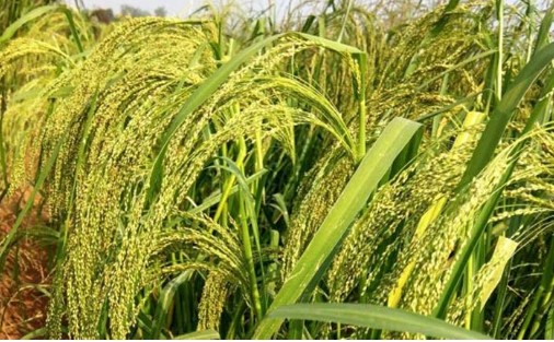 Little Millet