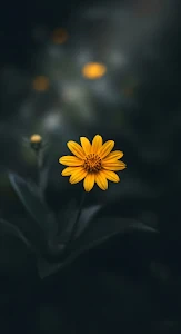 Yellow Daisy Flower on Dark Moody Background