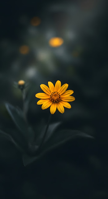 Yellow Daisy Flower on Dark Moody Background - Free mobile Wallpaper