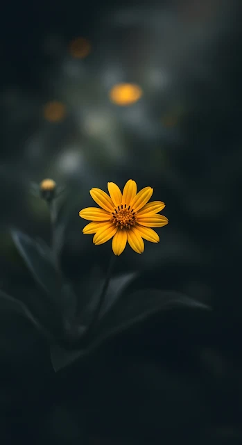 Yellow Daisy Flower on Dark Moody Background