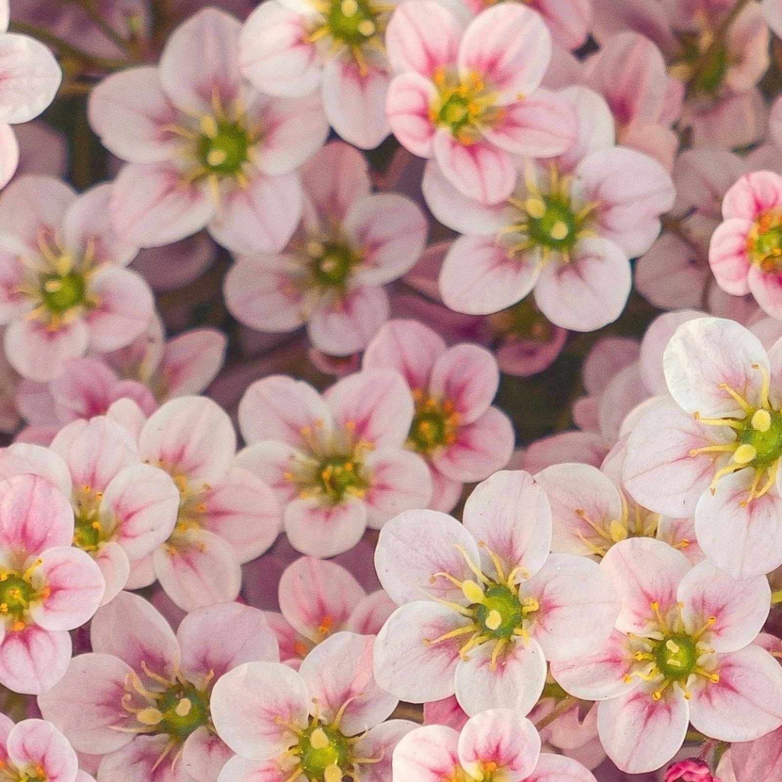 Download Blooming Pink Saxifrage Flowers iPhone